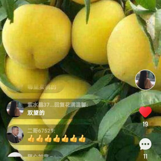 卢龙县黄金冠黄桃 黄桃