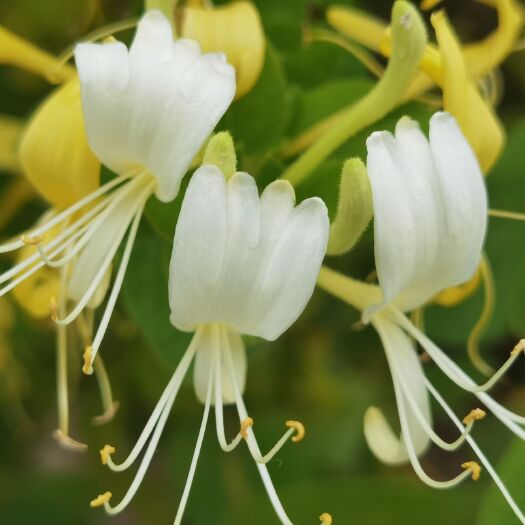 通渭县金银花根 高质量农场金银花