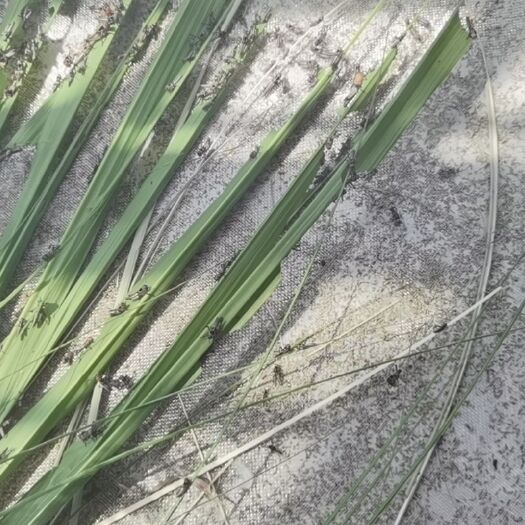 桂林东亚飞蝗 