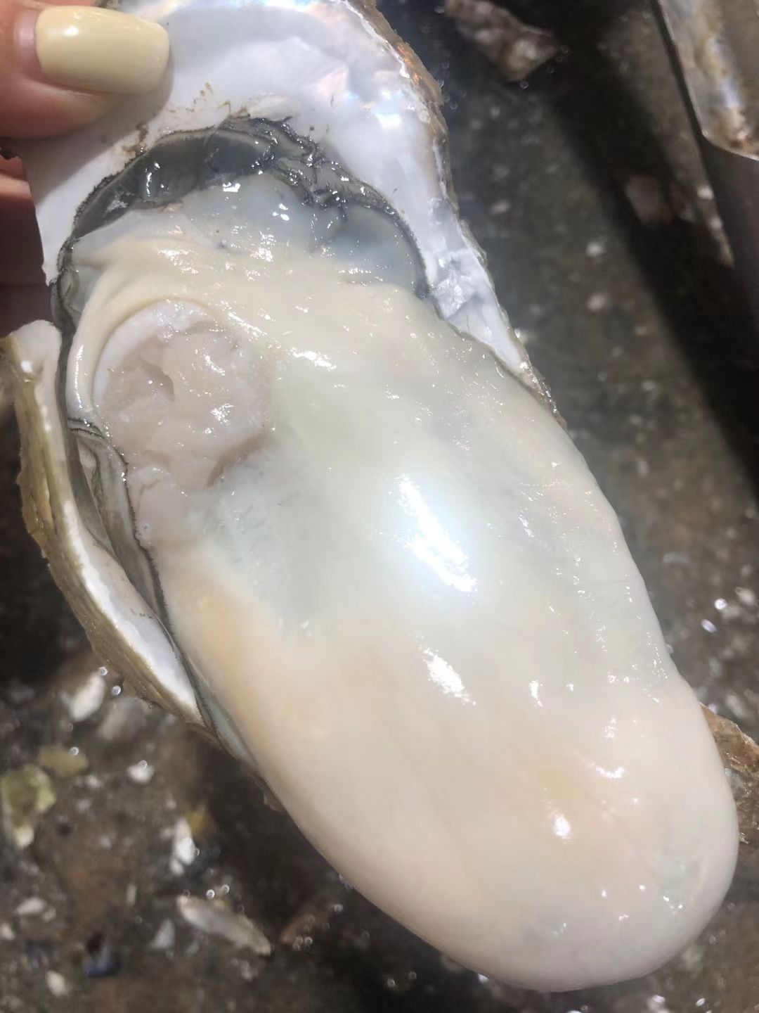 珍珠蚝 生蚝