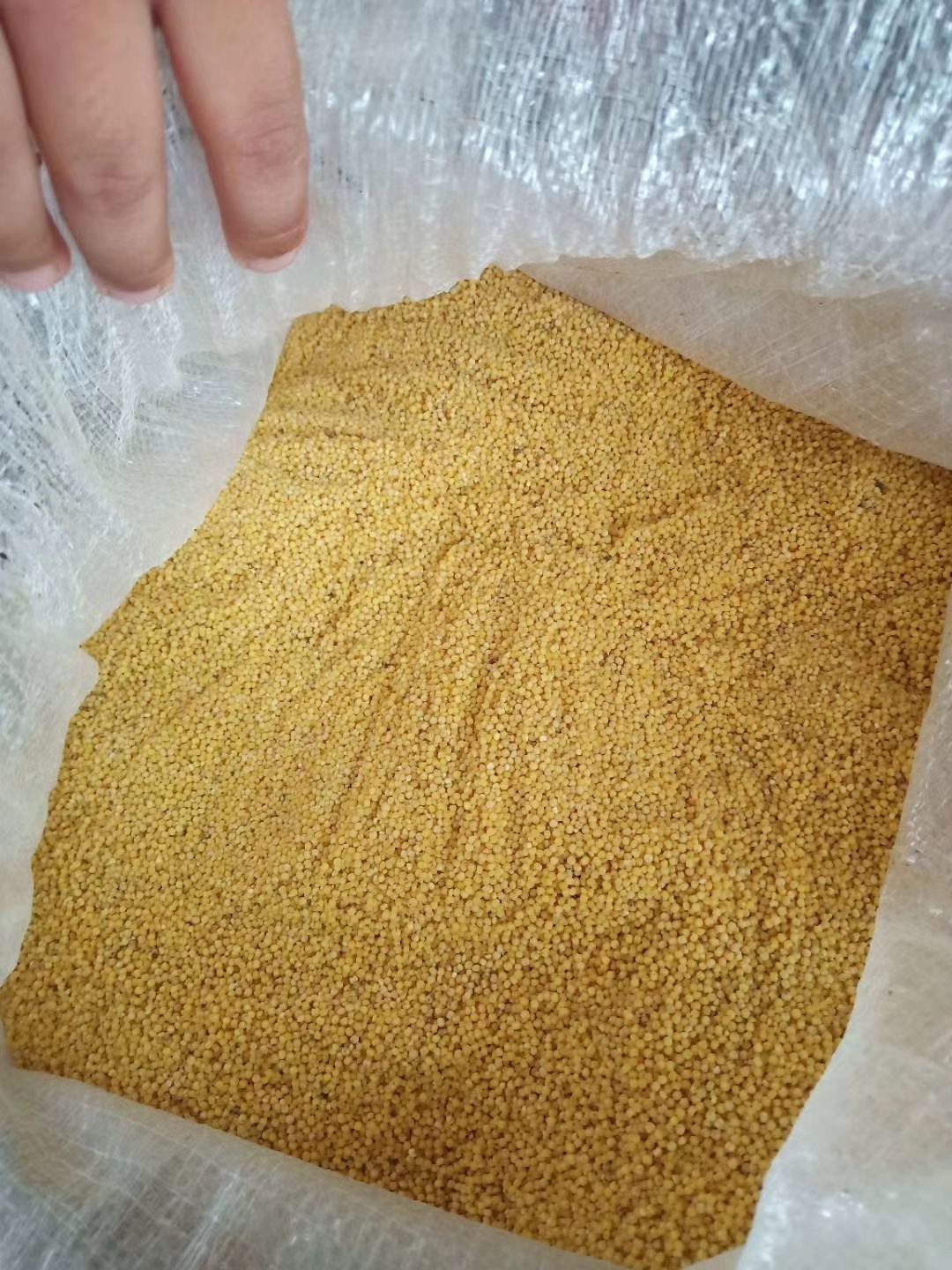 黄小米  农家小米