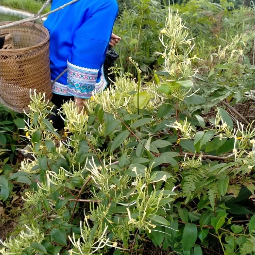 融水县高寒山区金银花茶500g/袋干货