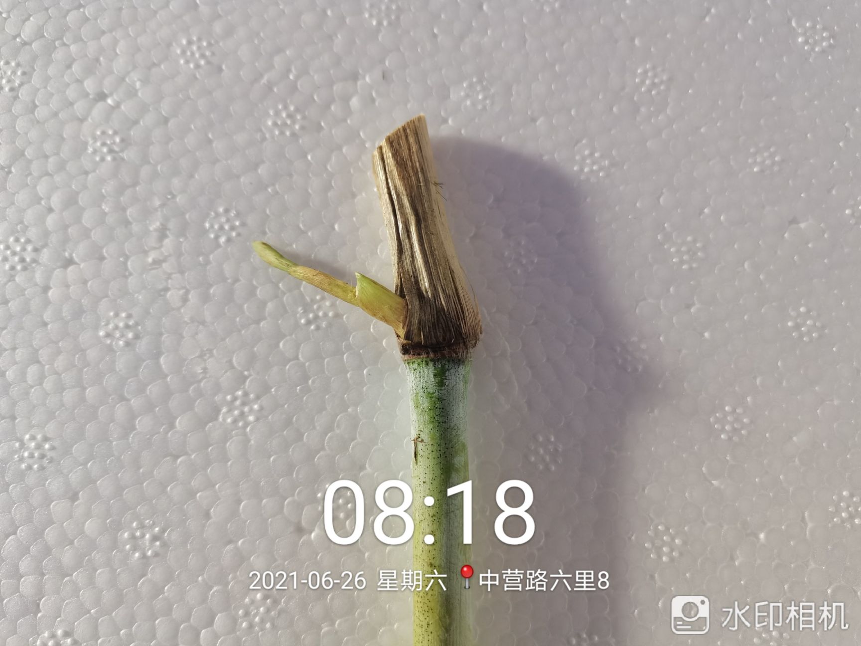 高产优质巨菌草种苗