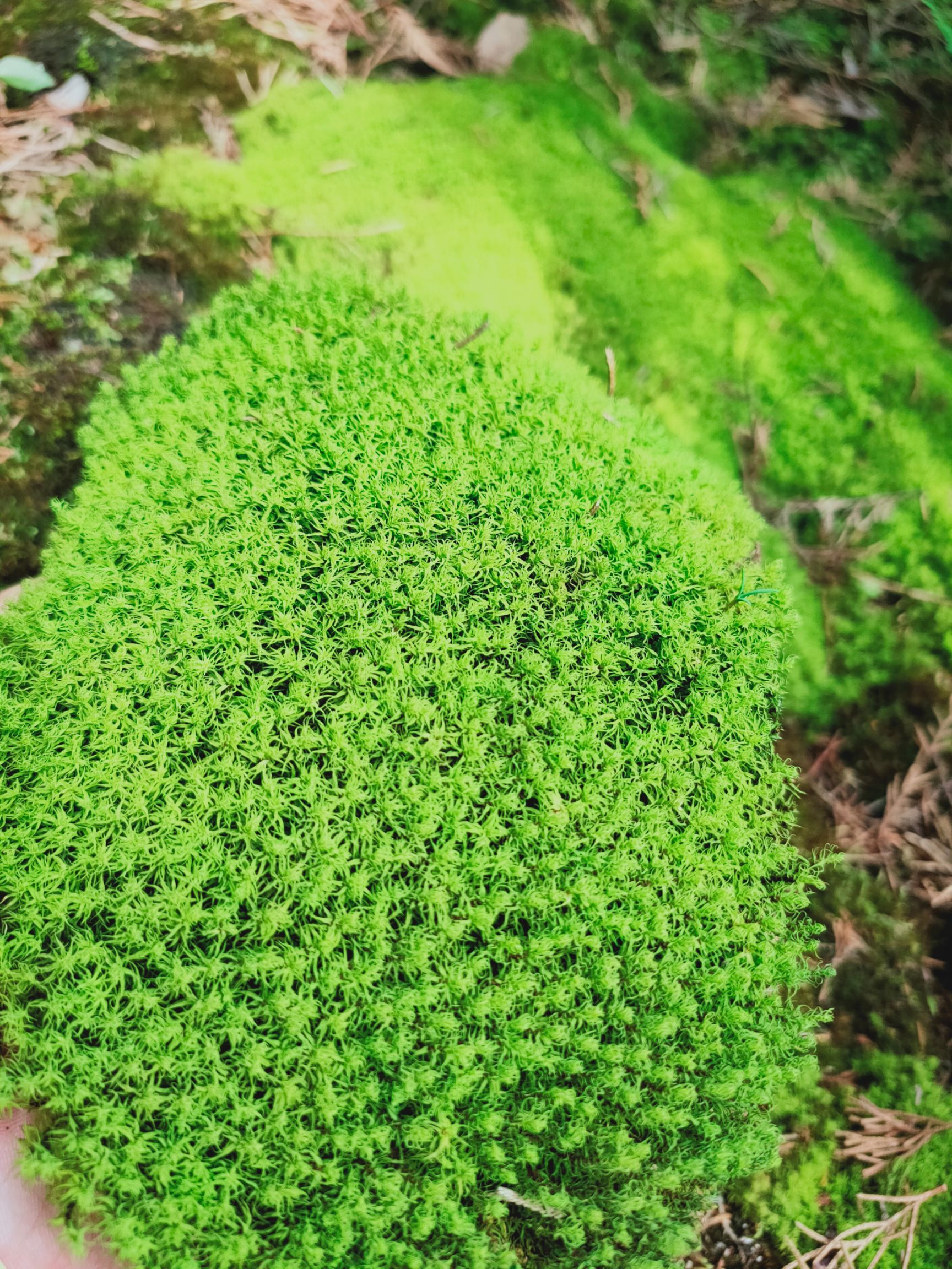 青苔 各种苔藓供应，工程庭院单有优惠价