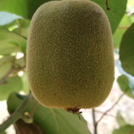凤凰县 红阳猕猴桃（红心）