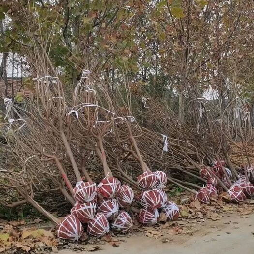 菏泽供应7公分精品黄栌