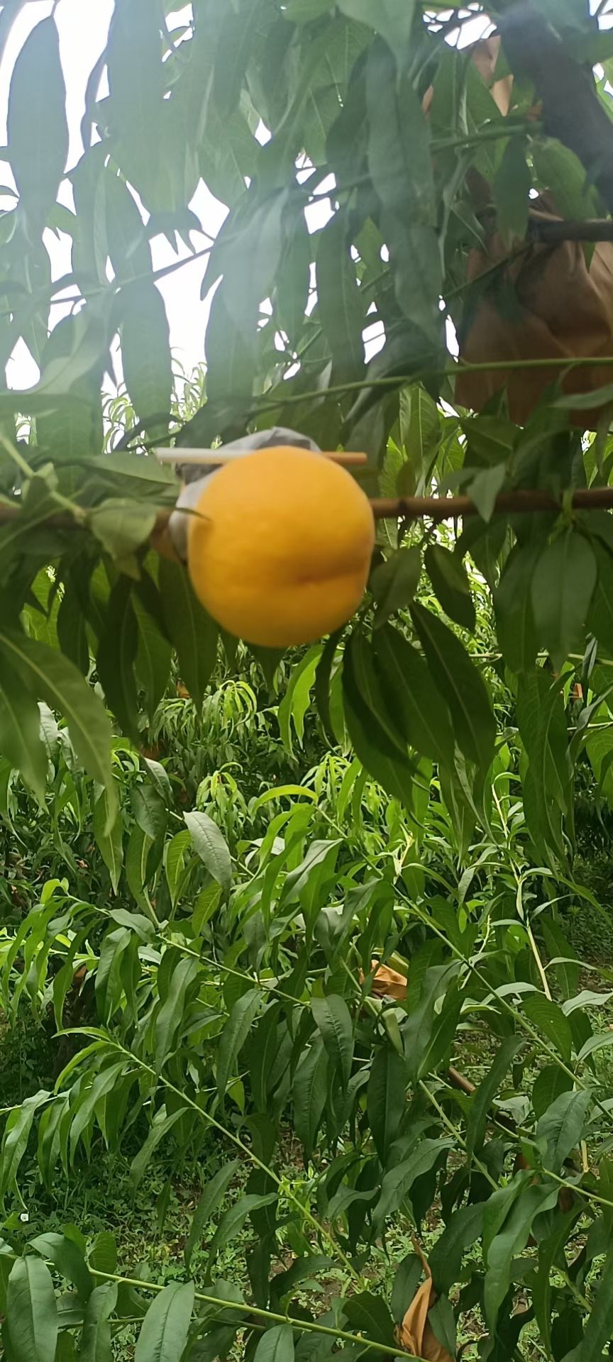 黄桃  陕西千亩黄蟠桃桃，每月都有成熟的，开园了，货源充足