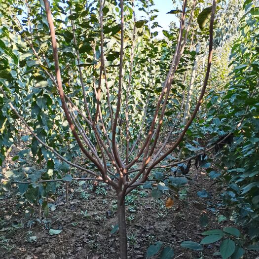 菏泽6公分精品黄栌1000棵！