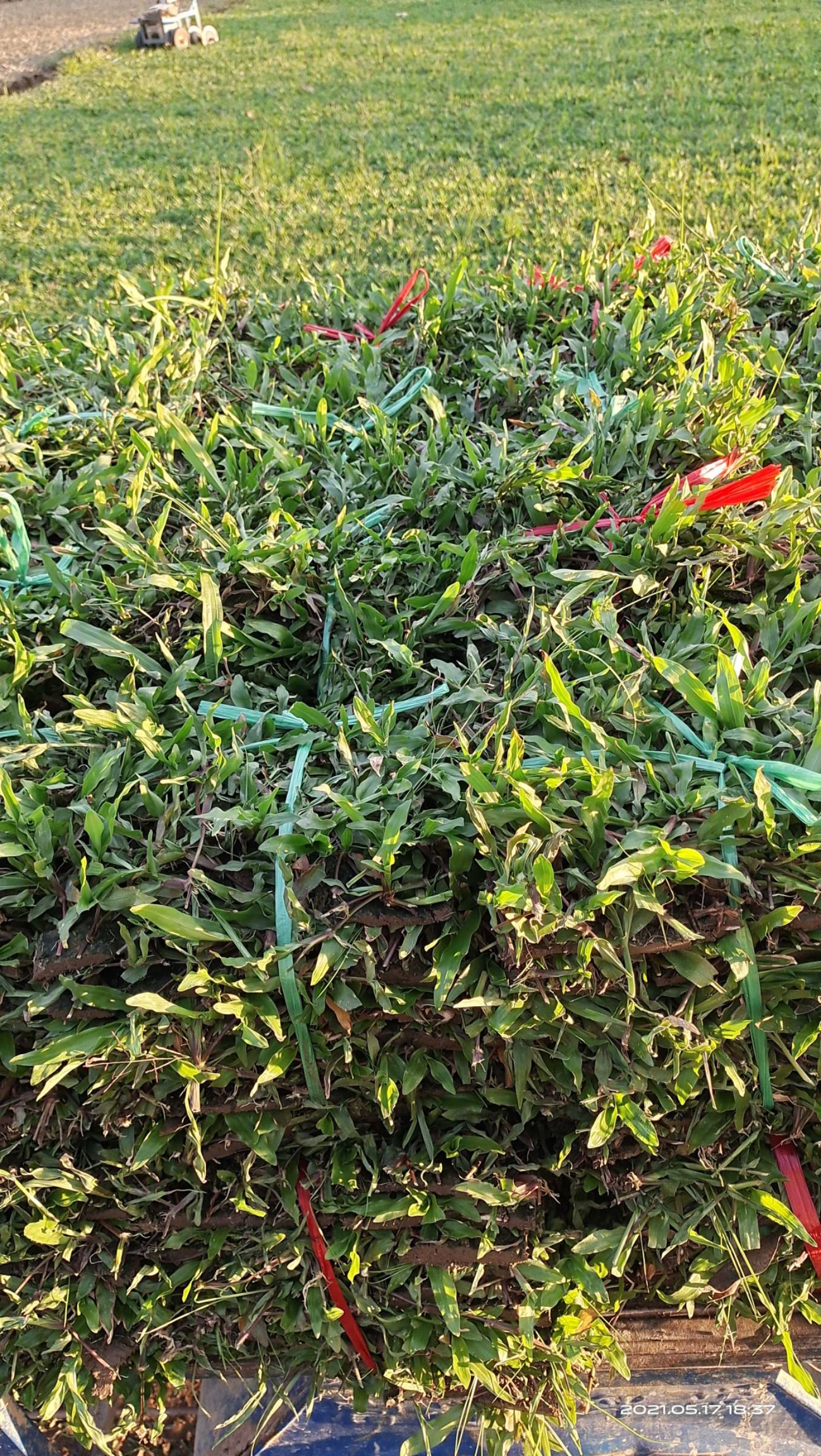 绿化草坪 精品大叶油草 大叶草皮现货批发物美价廉自铲自销