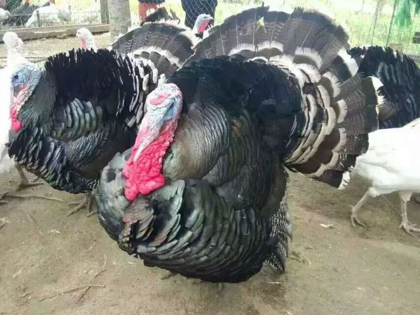 青铜火鸡苗/倍蒂纳火鸡苗