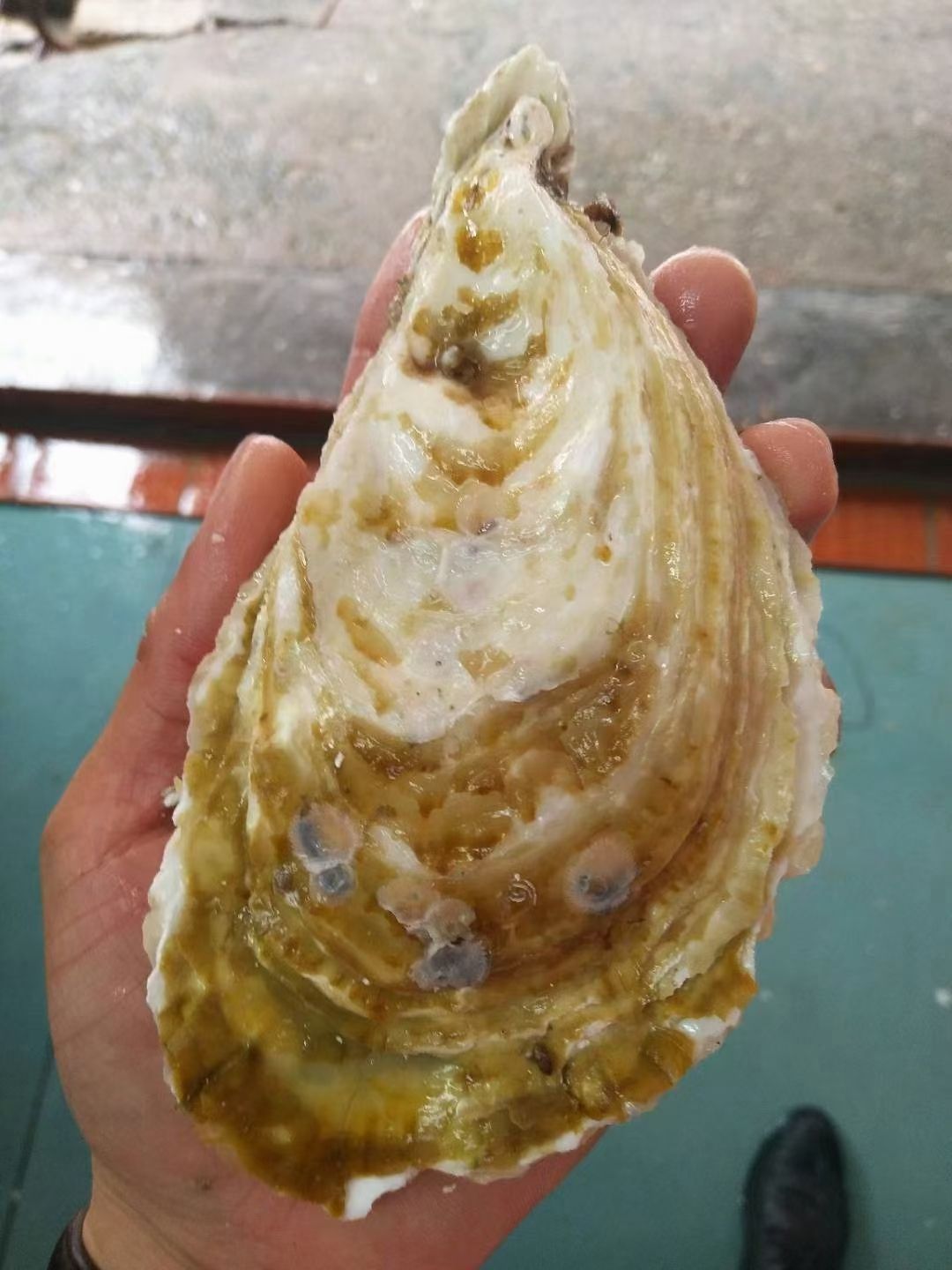 三倍体生蚝  精品三倍体