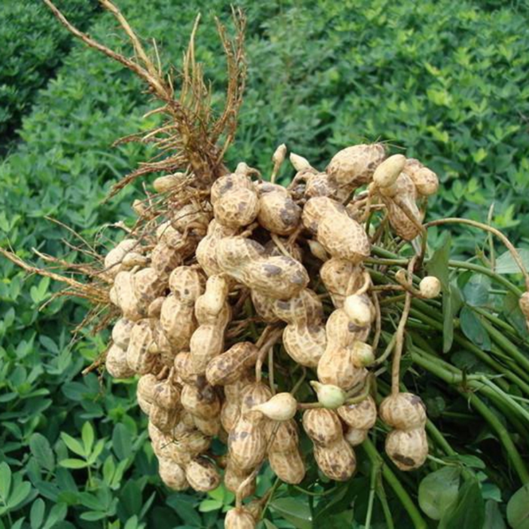 鲜花生 自家种值花生