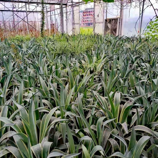 闽清县4年生金边龙舌兰低价出售，质量好，现货