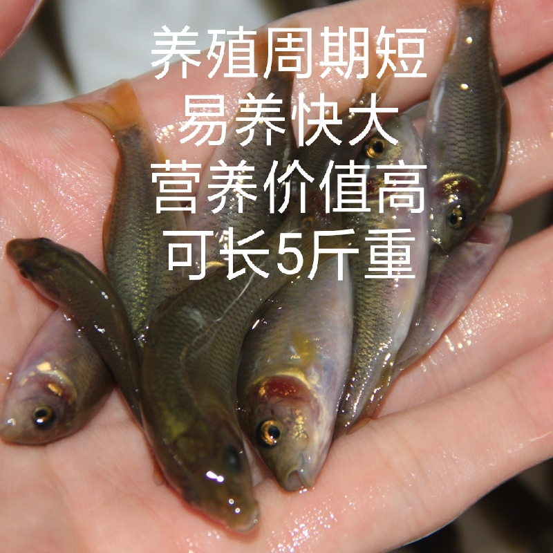 黄尾鲴鱼苗  黄尾鱼苗红尾鱼苗黄尾密鲴苗黄姑子黄尾巴
