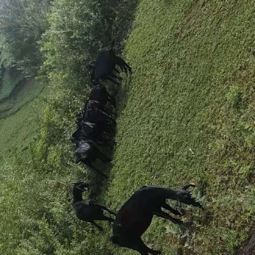 威宁县 长期供应萨能黑山羊种羊