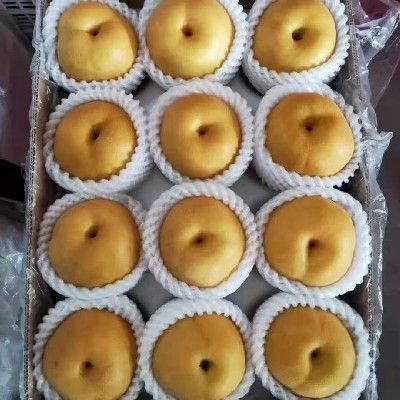 冠县丰水梨  冠县红阳果品进出口有限公司