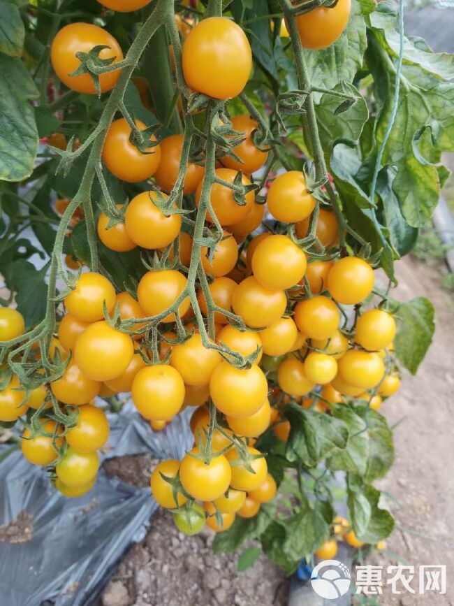 小黄西红柿苗 口感圆形黄皮番茄苗 花生果圣女果苗 黄千禧苗子