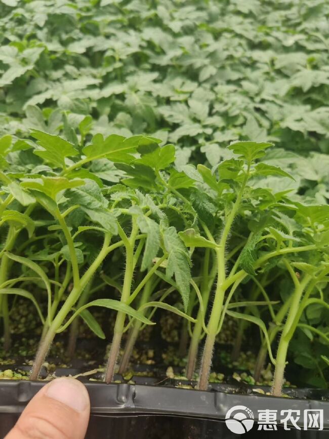 小黄西红柿苗 口感圆形黄皮番茄苗 花生果圣女果苗 黄千禧苗子