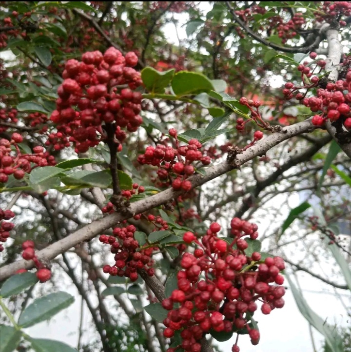 花椒大红袍花椒颗粒大且饱满无杂质味香而麻