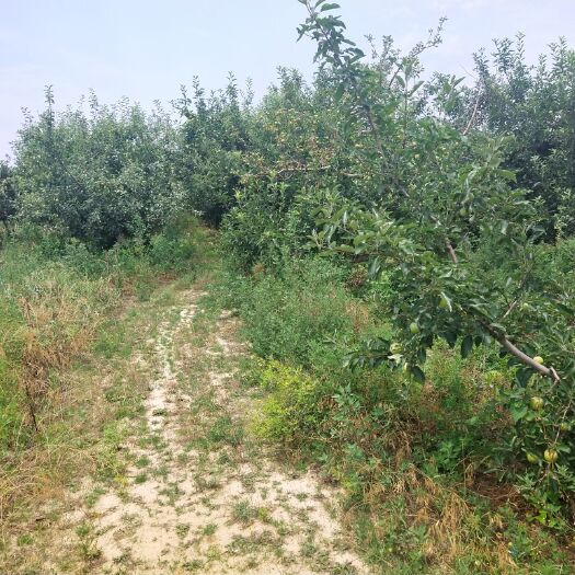 运城嘎啦苹果  本年度山嘎，40天后全面上市清脆，香甜