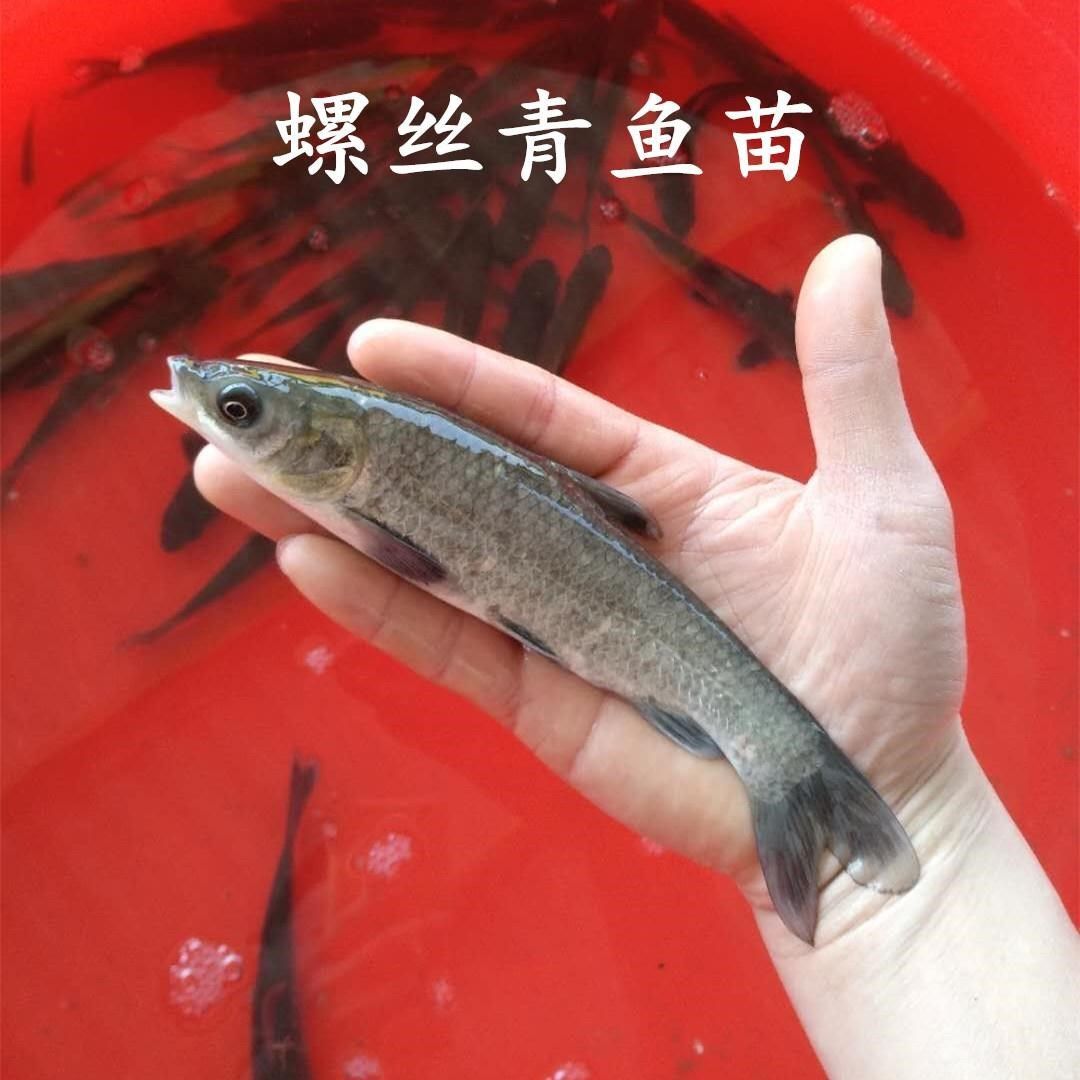 基地直供螺丝青魚苗 青鱼苗 螺丝鱼苗 黑鲩鱼苗