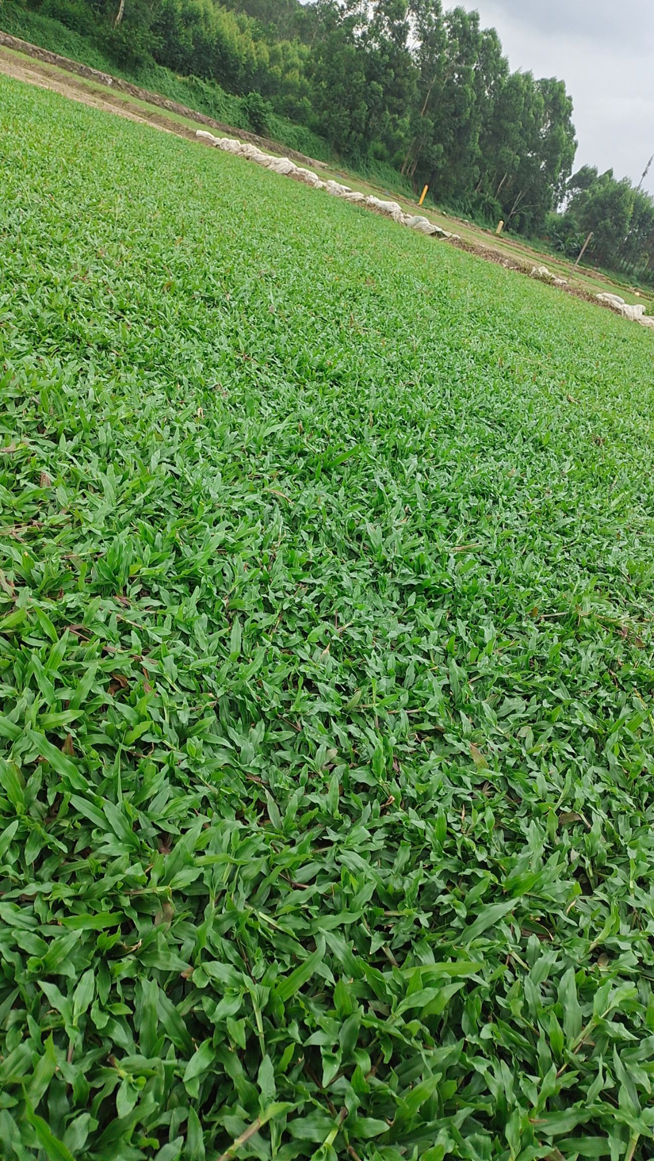 绿化草坪 精品大叶油草 大叶草皮现货批发物美价廉自铲自销