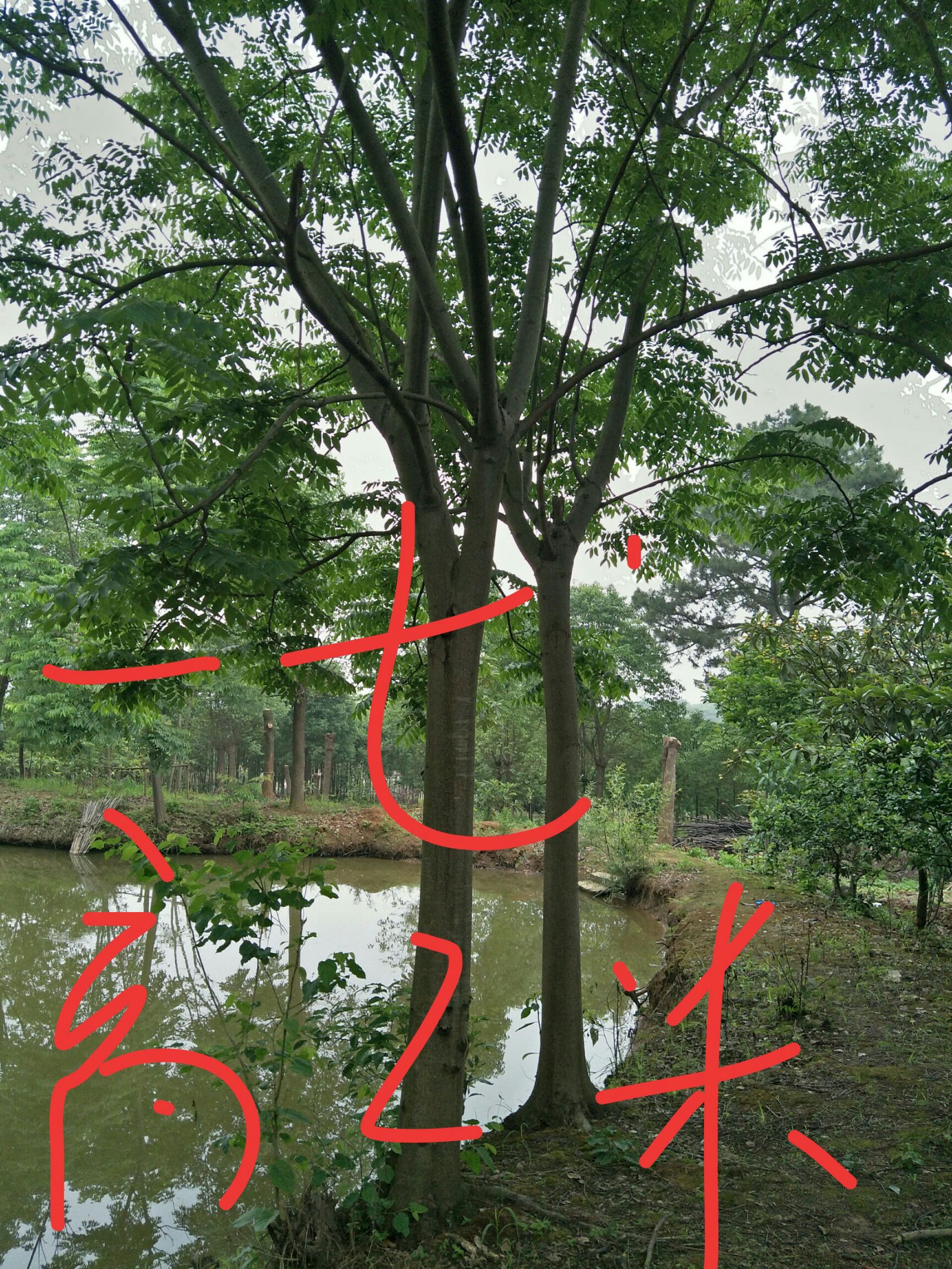 南栾  栾树