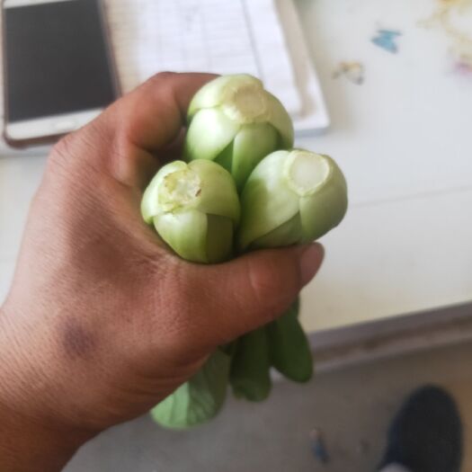 曹县上海青  小油菜