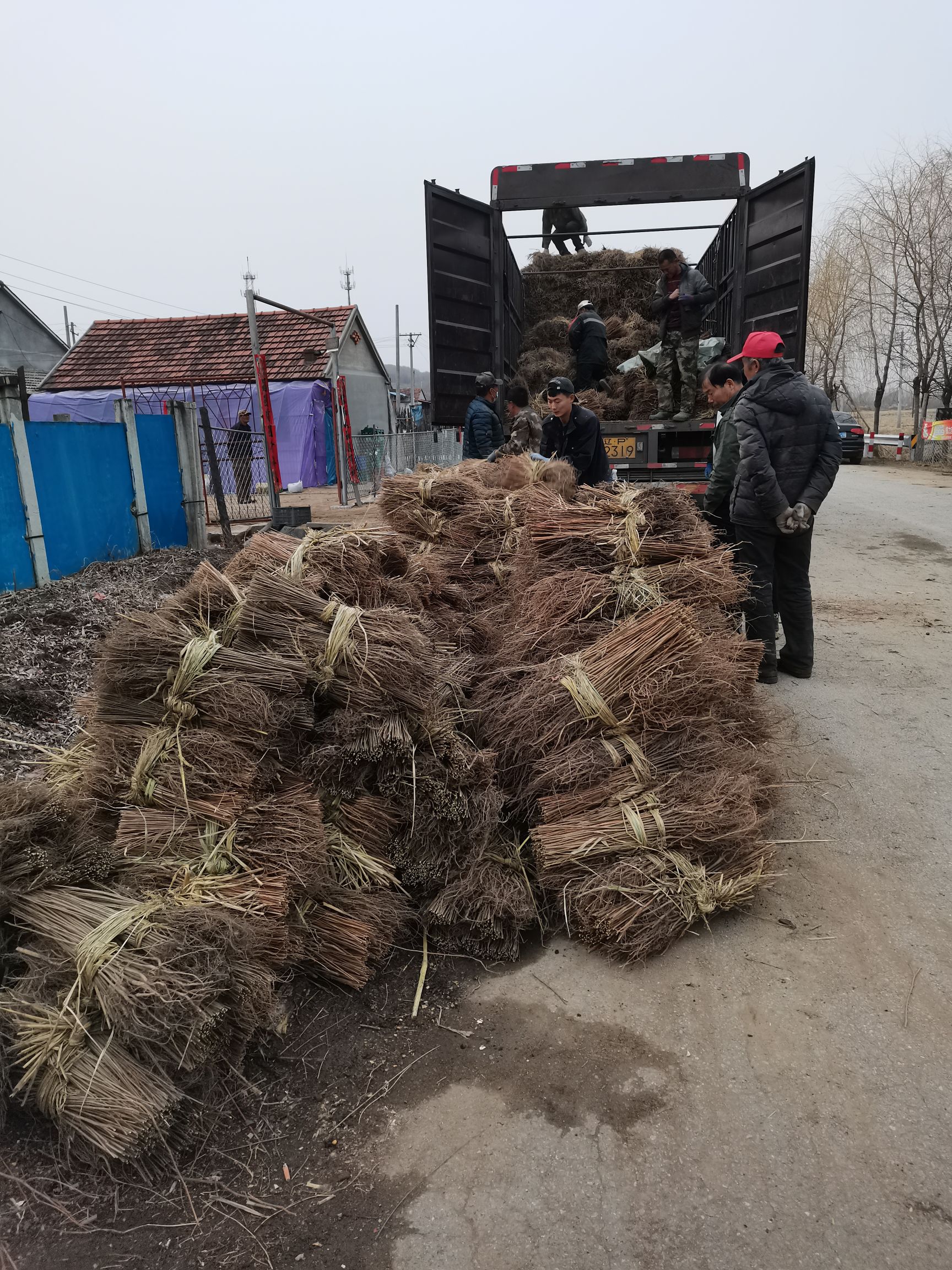 东北的紫穗槐基地 产地直销 一手货源 薄利多销 价格合