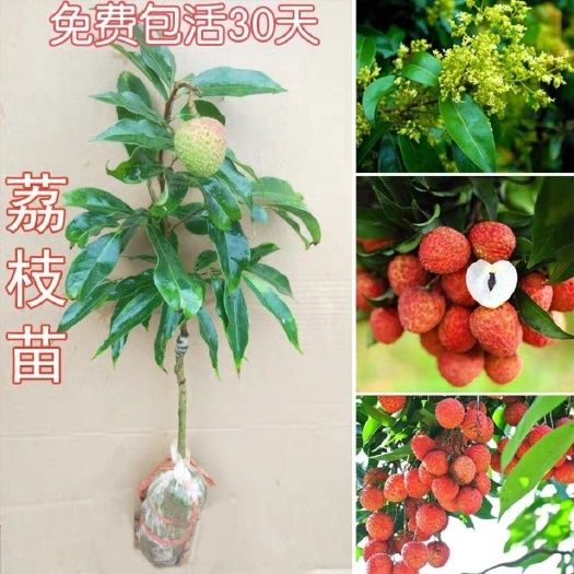 灵山县妃子笑荔枝树苗妃子笑荔枝苗嫁接南方种植水果苗