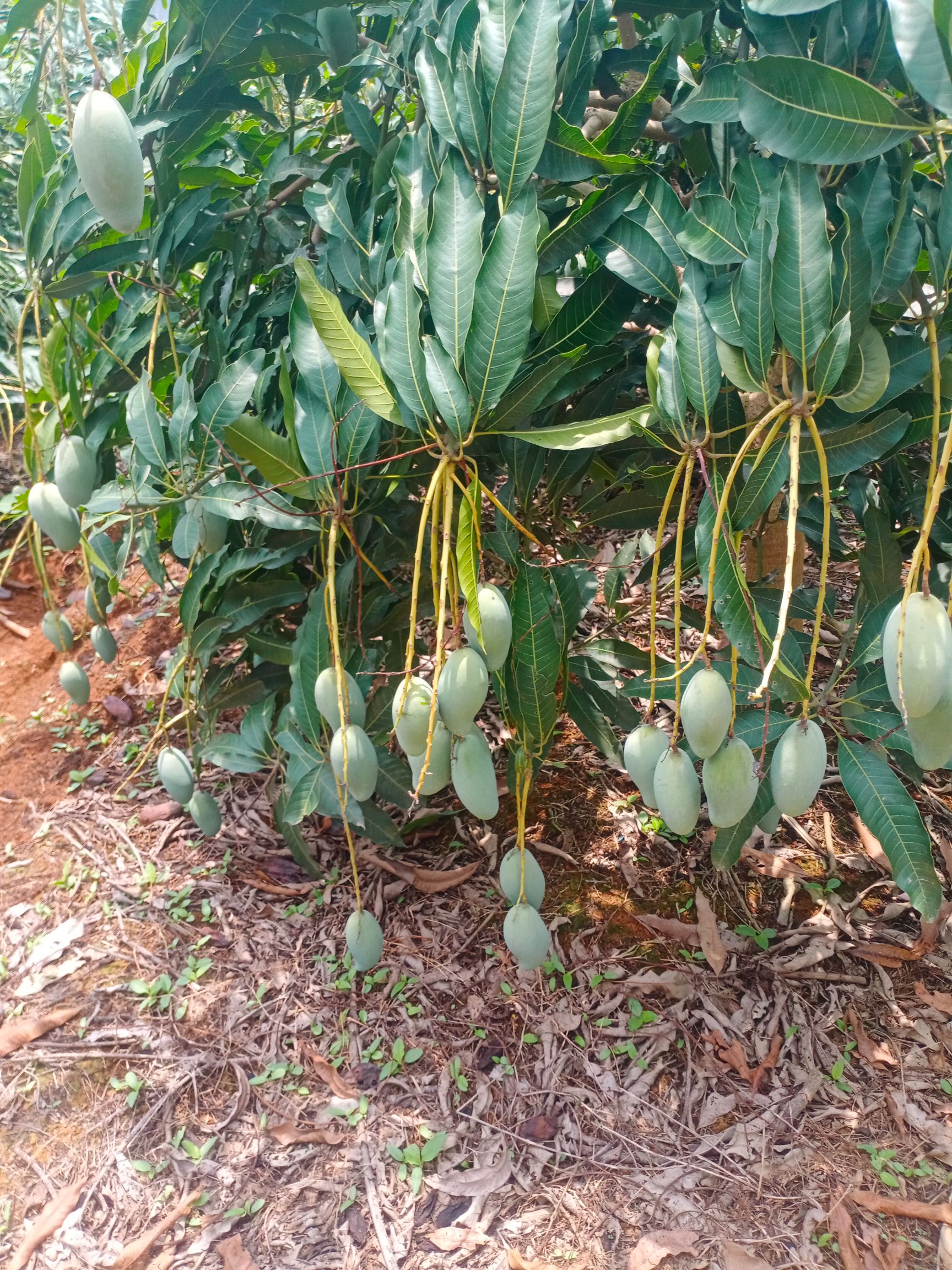  广西桂七芒果，口感好，甜度高，深受广大市民的喜爱和认可