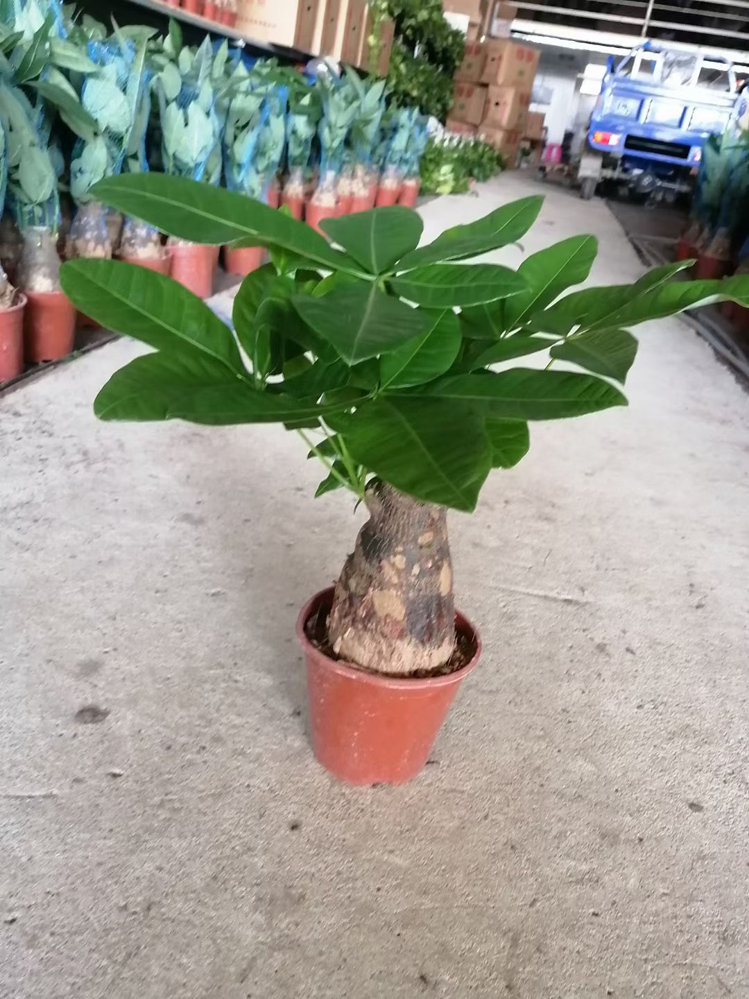 湛江基地直销精品小货发财树
当天下单当天发货
各式各样规格