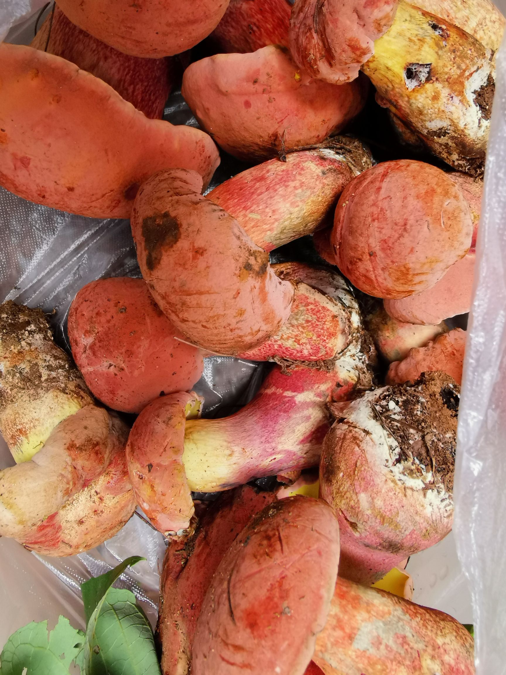  产地新鲜野生菌红葱菌