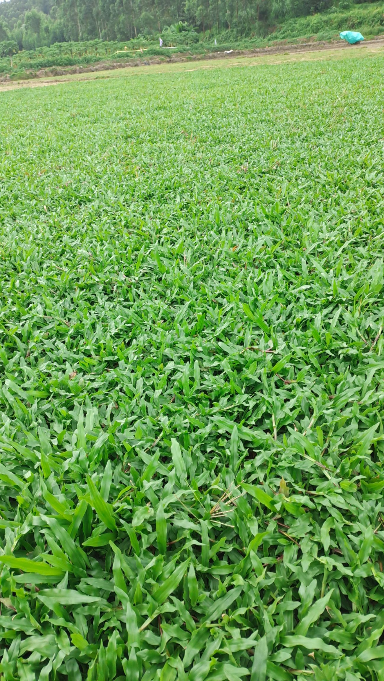 绿化草坪 精品大叶油草 大叶草皮现货批发物美价廉自铲自销