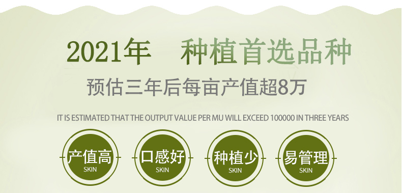 泰国红宝石柚苗  泰国红宝石青柚苗木 柚子苗 青柚苗 青柚袋苗