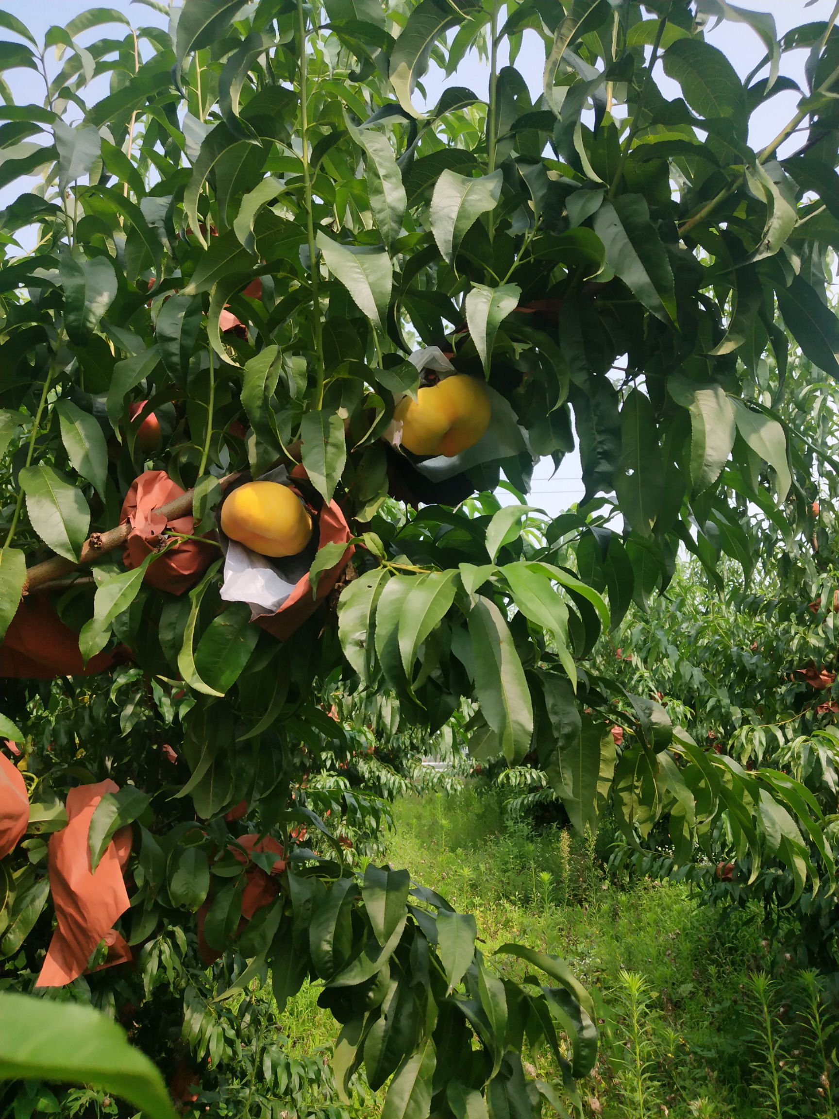 【黄蟠桃】山东沂蒙山黄金蟠桃，桃甜爽口，桃味十足，可顺丰包邮