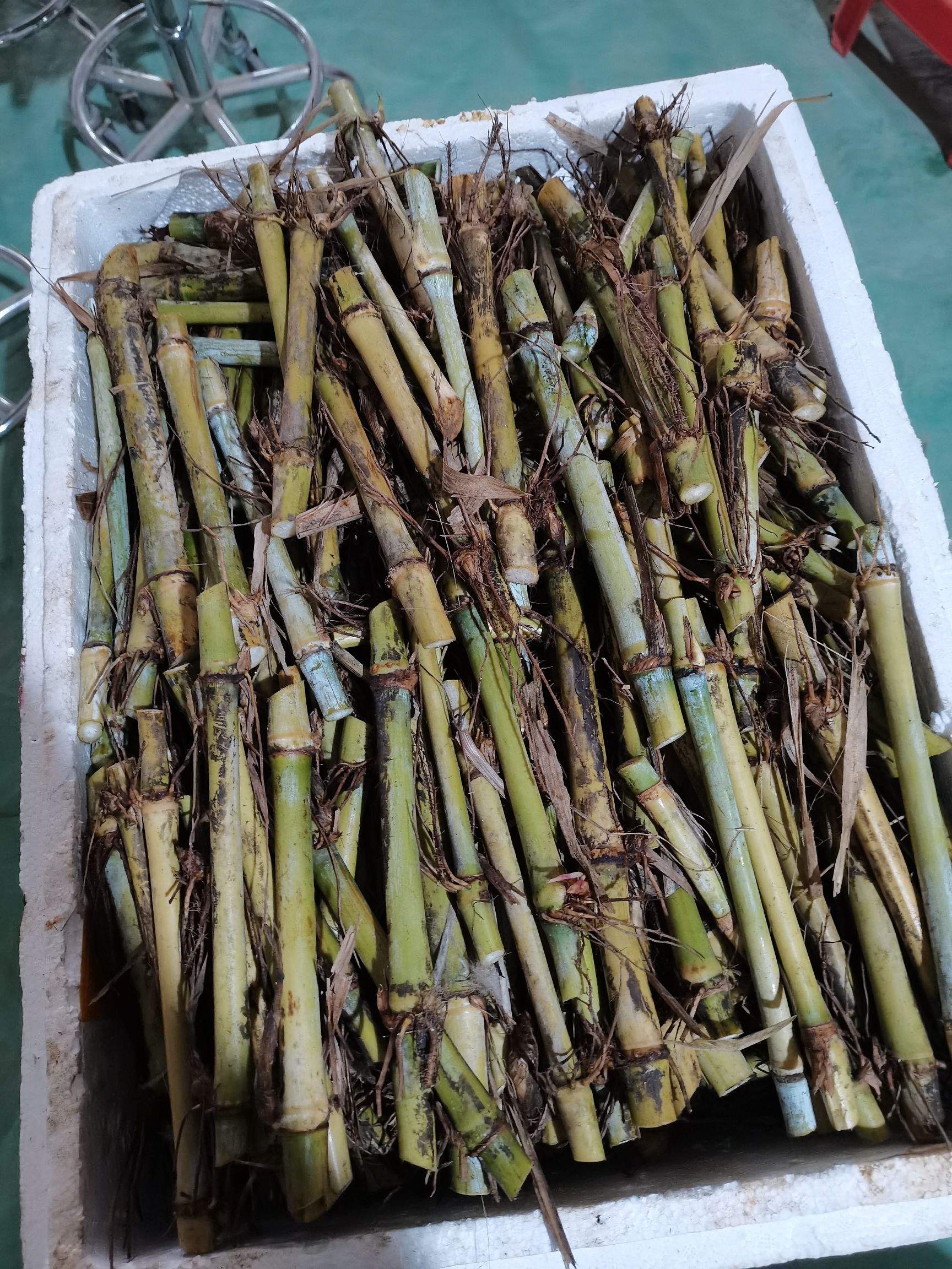 高产优质巨菌草种苗