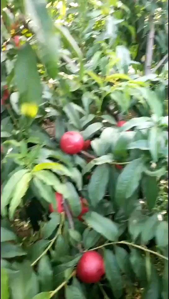 中油油桃  陕西精品油桃产地批发