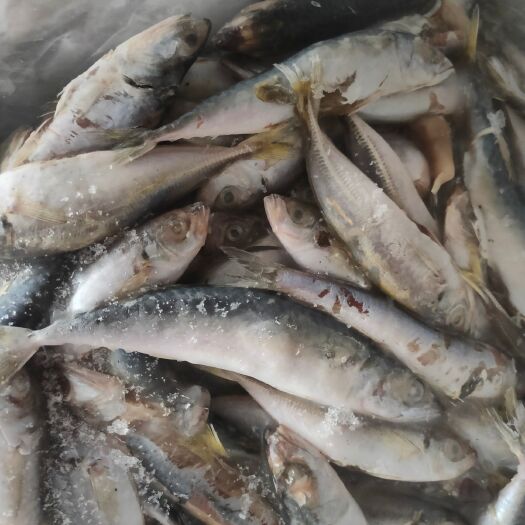 诏安县 巴浪鱼杂鱼   饵料鱼