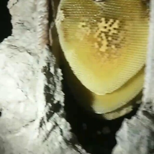 镇宁县 山上纯 土野蜂蜜，假一赔十，需要的联系