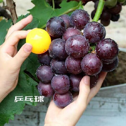 饶阳县乒乓球葡萄  河北葡萄种植基地批发销售乒乒球葡萄