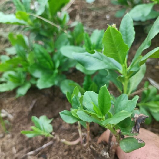 上林县山野菜 特菜野菜人参菜