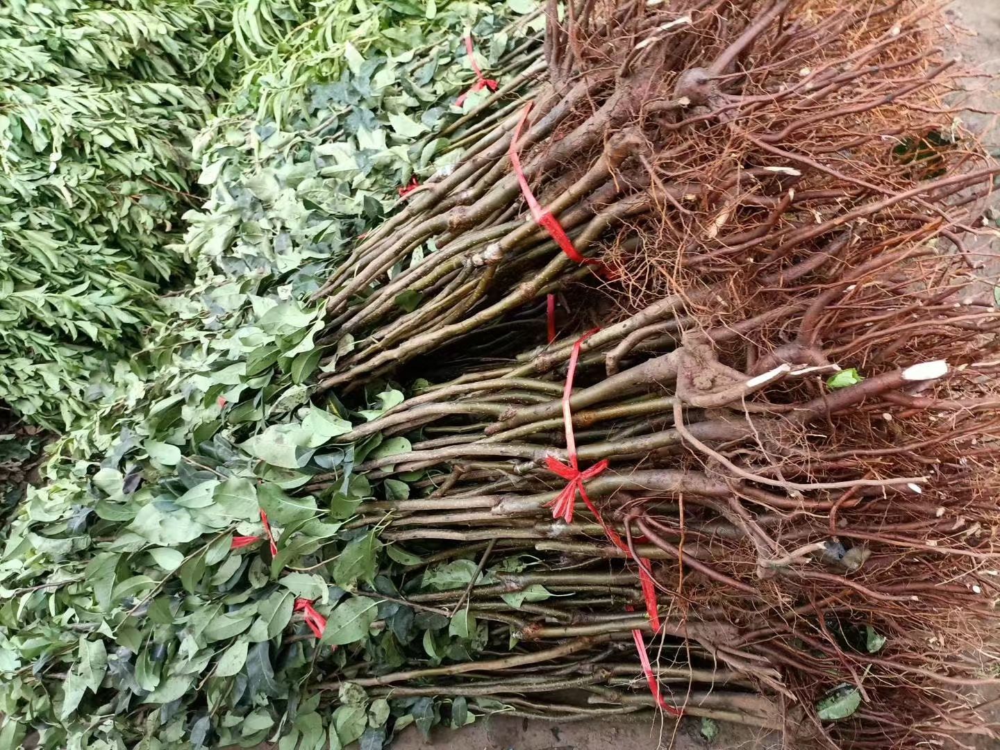苹果种子 各种果树苗，需要联系量大优惠。