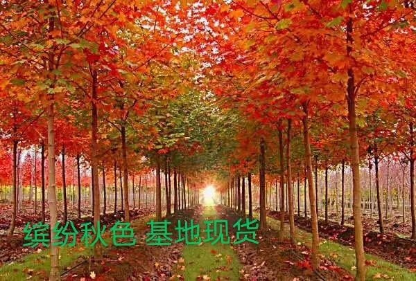 郯城县美国红枫  缤纷秋色(美国杂交元宝槭)