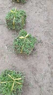 绿化草坪 精品大叶油草 大叶草皮现货批发物美价廉自铲自销