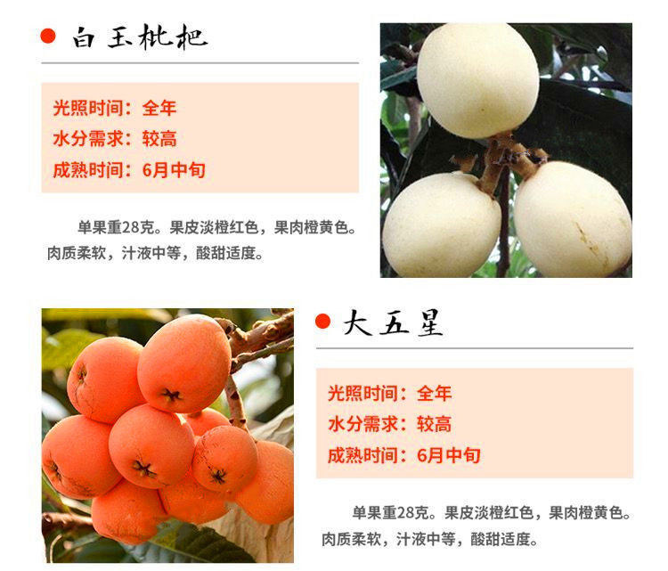 枇杷树苗当年结果大五星枇杷苗嫁接果树苗南北方四季盆栽庭院地载