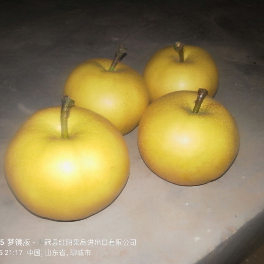 冠县圆黄梨  冠县红阳果品进出口有限公司