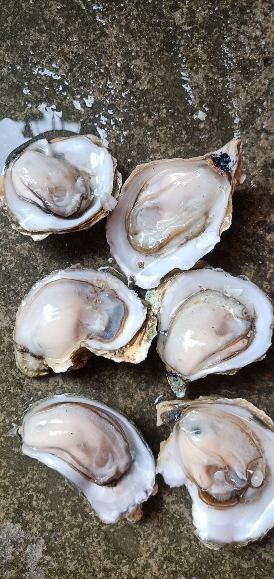 珍珠蚝 生蚝