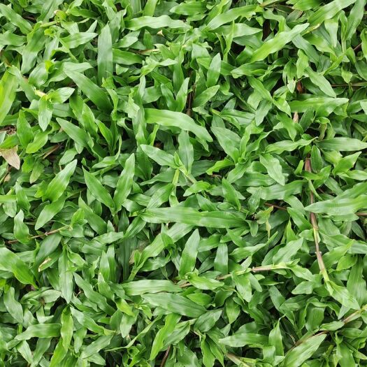 博罗县大叶油草块草卷泥厚易活自铲自销物美价廉现货批发