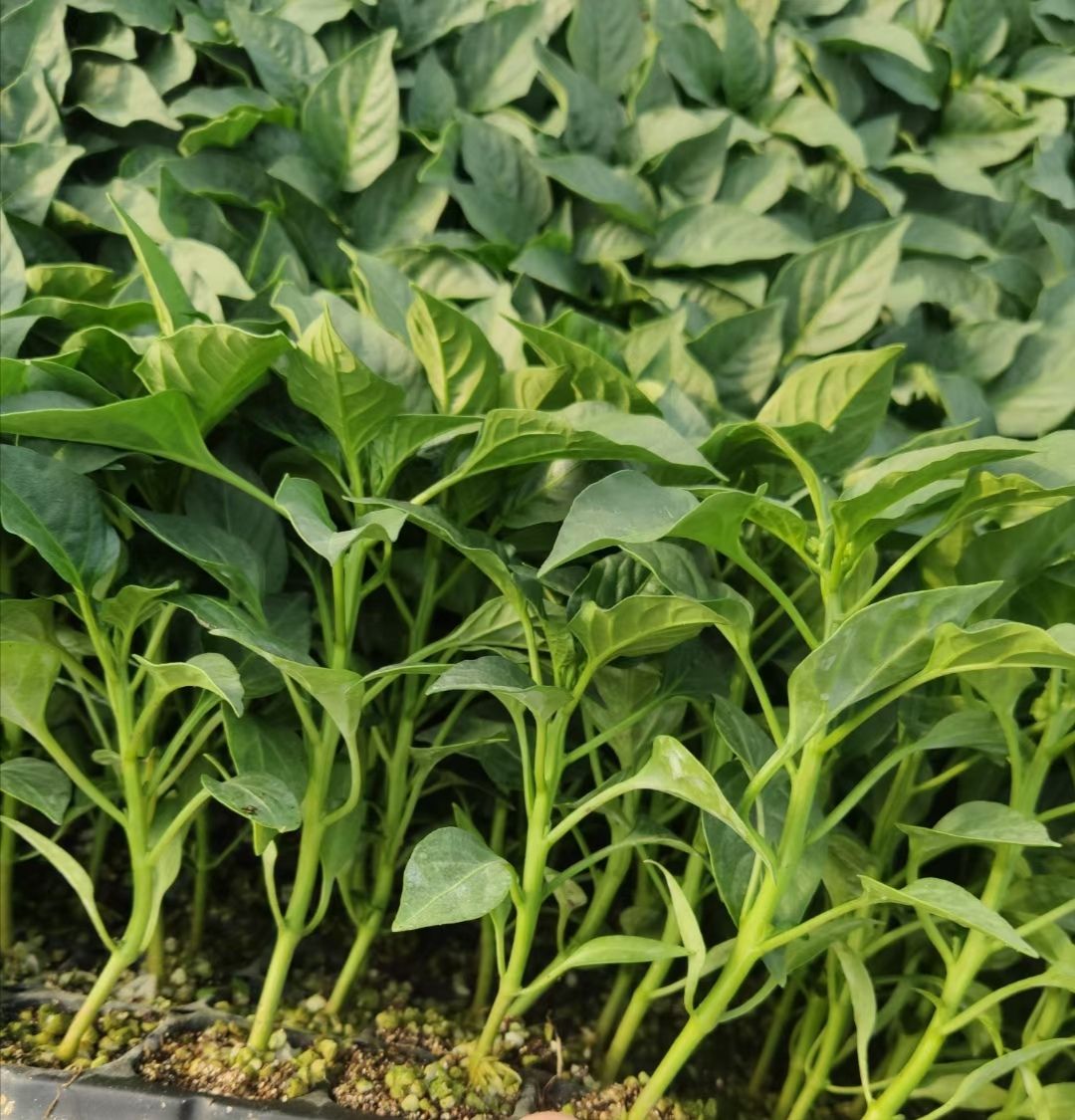 方椒苗 红方椒苗 黄方椒苗 绿方椒苗 红黄彩椒苗 紫皮方椒苗